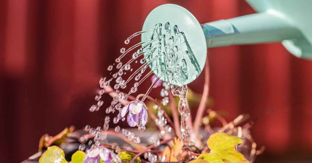 Watering container plants