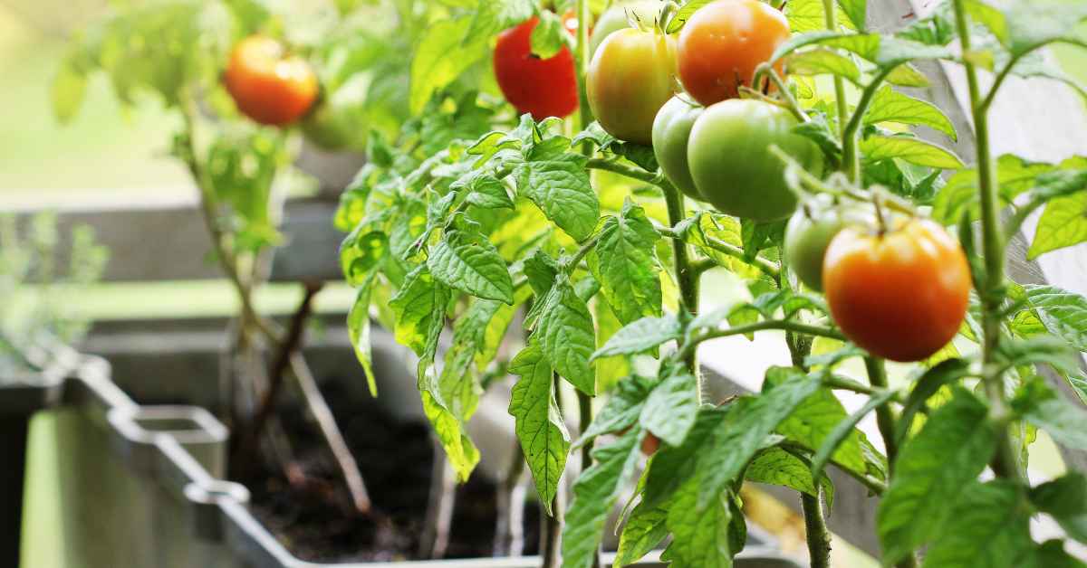 Patio Garden Tomatoes