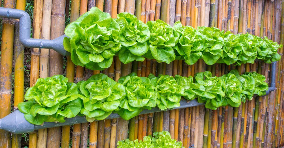 DIY Hydroponic System