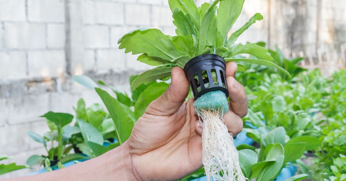 Hydroponic Gardening