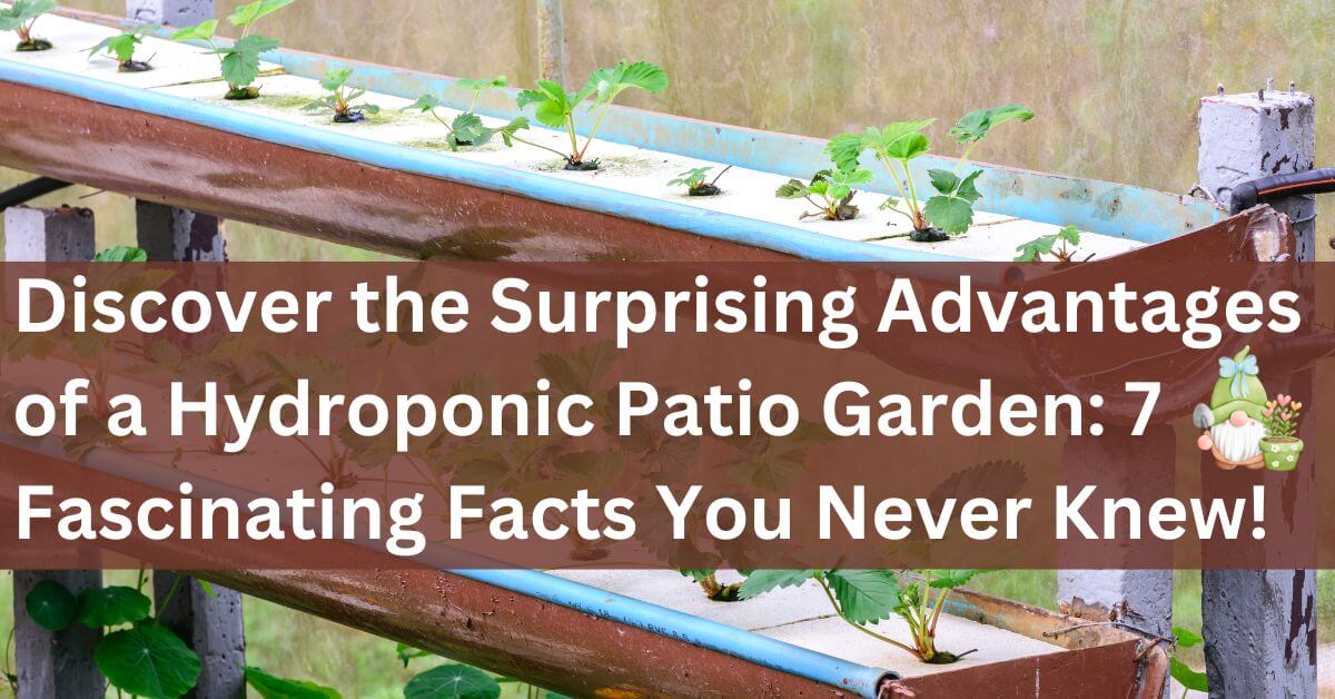 Hydroponic Patio Garden