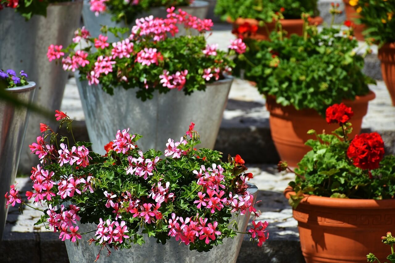 Pretty Geraniums in containers
