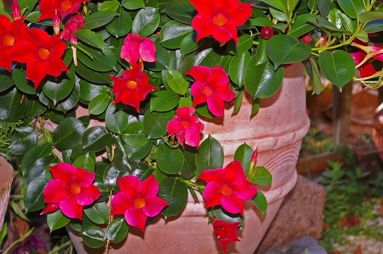 Mandevilla growing in a container