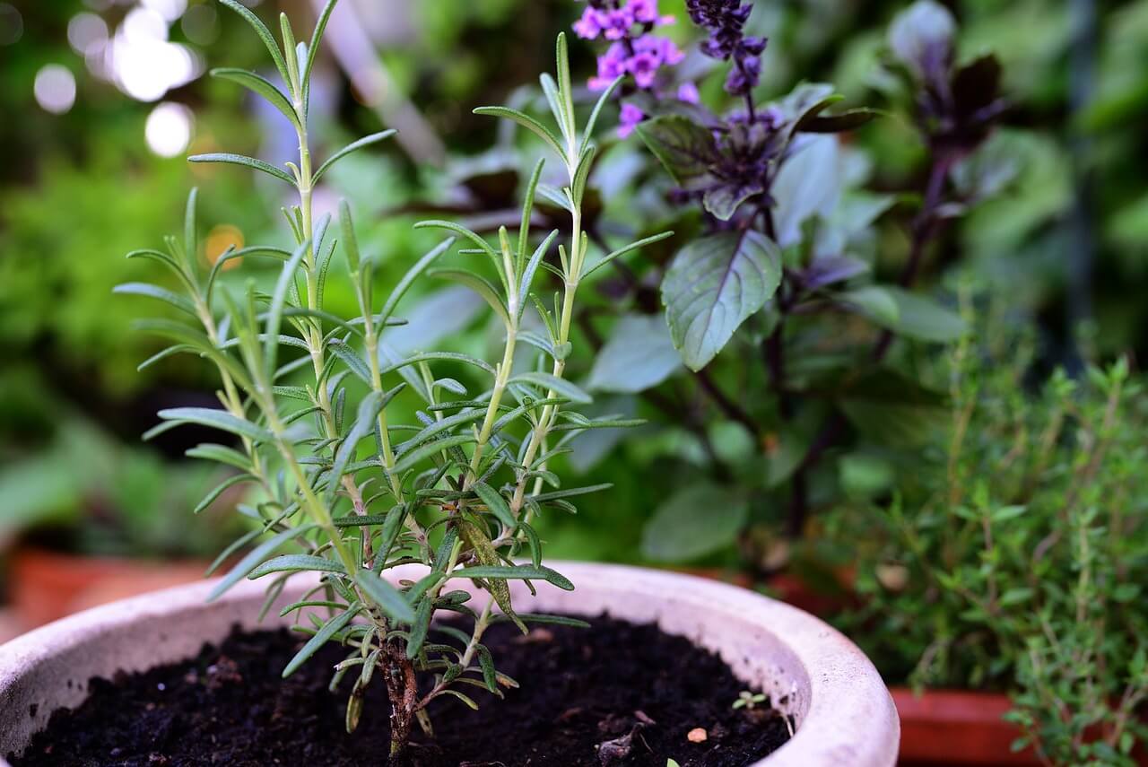Rosemary growing in a container