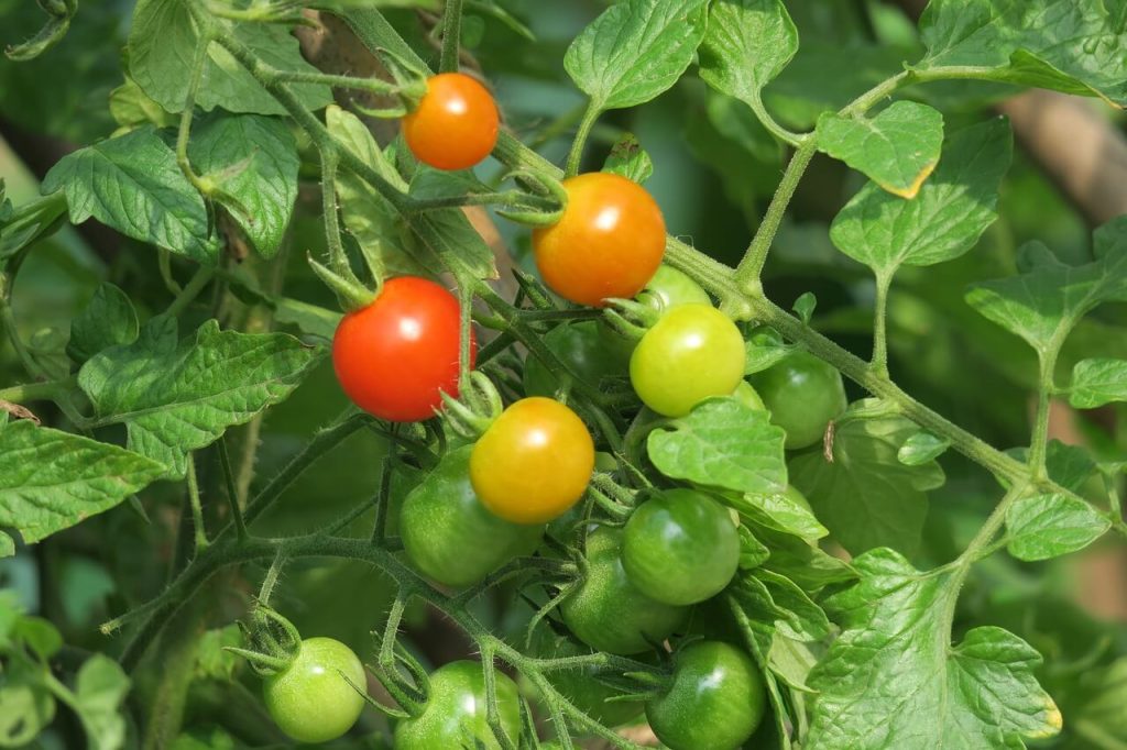 Growing tomatoes